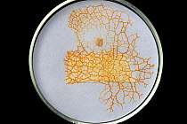 Slime mould (Cribraria sp) growing on filter paper in petri dish.
