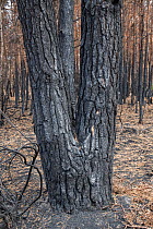 Scots pine (Pinus sylvestris), charred tree trunk following wildfire. Thursley National Nature Reserve, Surrey, England, UK. July 2020.