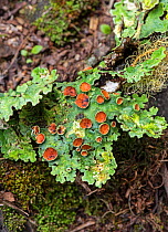 Tree lungwort (Lobariella pseudocrenulata) with apothecia fruiting bodies. Savegre Valley, Costa Rica.