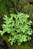 Tree lungwort (Lobariella pseudocrenulata) amongst moss on tree trunk. Savegre Valley, Costa Rica.