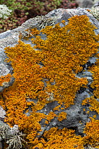 Seashore lichen (Xanthoria parietina) on rock. Cornwall, England, UK. July.