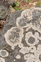 Black shield lichen (Lecanora atra) on rock. Cornwall, England, UK. July.