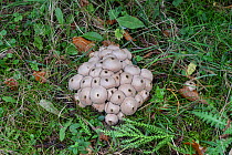 Common puffball fungus (Lycoperdon perlatum). Sussex, England, UK. October.