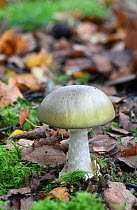 Deathcap fungus (Amanita phalloides) toadstool. Sussex, England, UK. October.