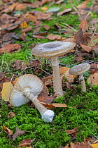 Deathcap fungus (Amanita phalloides) toadstools. Sussex, England, UK. October.