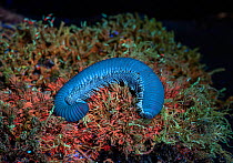 Giant African pink-footed millipede (Archispirostreptus gigas) on moss, fluorescing under UV light. Captive, occuring in Eastern Africa and Southern Arabia. Sequence 2/2.