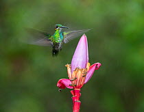 Green-crowned brilliant hummingbird (Heliodoxa jacula) hovering beside flower. Costa Rica.