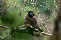 Grey woolly monkey (Lagothrix cana) sitting in the Peruvian cloud forest. Cusco, Peru. September.