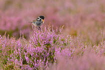 European stonechat (Saxicola rubicola) male perched on flowering heather. Suffolk, England, UK. August.