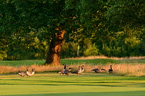 Canada geese (Branta canadensis) and greylag geese (Anser anser) feeding on the edge of a golf course fairway. London, England, UK. July.