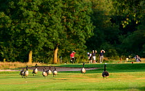 Canada geese (Branta canadensis) on a golf course fairway with golfers behind. London, England, UK. July