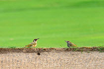 European green woodpecker (Picus viridis) adult and juvenile feeding on the bank of a golf course bunker. London, England, UK. August