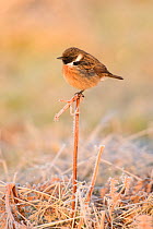 European stonechat (Saxicola rubicola) male perched on bracken stem in the frost. London, England, UK. December