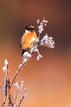 European stonechat (Saxicola rubicola) perched on frost-covered branch. London, England, UK. December.