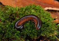 Giant African pink-footed millipede (Archispirostreptus gigas) on moss, under normal light. Captive, occuring in Eastern Africa and Southern Arabia. Sequence 1/2.