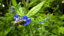 Honey bee (Apis mellifera) nectaring on Alkanet (Pentaglottis semperivens) flower before flying away, Bristol, UK, May.