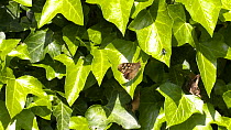 Speckled wood butterfly (Pararge aegeria) resting on ivy before flying away, Bristol, UK, April.