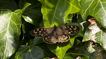 Speckled wood butterfly (Pararge aegeria) resting on ivy before flying away, Bristol, UK, April.