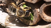 Close up of female Leafcutter bee (Megachile centuncularis) placing a leaf in it's nest entrance, Bristol, UK, July.
