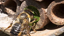 Close up of female Leafcutter bee (Megachile centuncularis) returning to nest with a leaf before placing it at the entrance, Bristol, UK, July.