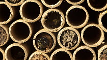 Mason bees (Osmia bicornis) entering and exiting cardboard nest tubes in bee hotel with pollen, Bristol, UK, April.