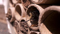 Mason bee (Osmia bicornis) entering and quickly exiting cardboard tube in bee hotel after it's confronted by another bee, the other bee pauses at entrance before flying off, Bristol, UK, April.