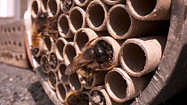 Mason bee (Osmia bicornis) packing mud into opening of cardboard tube to seal nest in bee hotel, Bristol, UK, April.