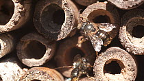 Mason bees (Osmia bicornis) visiting bamboo tubes of bee hotel and fighting, Bristol, UK, April.