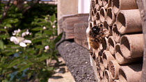 Mason bee (Osmia bicornis) entering and exiting cardboard tube in bee hotel, Bristol, UK, April.