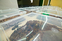 Deserta Grande wolf spiders (Hogna ingens) breeding sub-adults in their rearing tanks, part of a captive breeding program, Bristol Zoo Gardens, Bristol, UK. These are the first captive-bred sub-adults...
