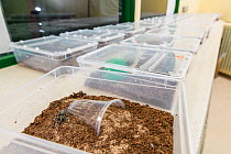 Deserta Grande wolf spiders (Hogna ingens) breeding sub-adult in its rearing tanks, part of a captive breeding program, Bristol Zoo Gardens, Bristol, UK. These are the first captive-bred sub-adults, bred from wild individuals.