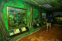 Visitors looking at the reptile and amphibian displays at the Panama Amphibian Rescue and Conservation Project Center, El Valle de Anton, Panama.