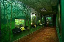Visitor looking at the amphibian displays at the Panama Amphibian Rescue and Conservation Project Center, El Valle de Anton, Panama.