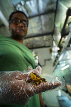 Edgardo Griffith holding a Harlequin frog (Atelopus varius) in captivity at the El Valle de Anton Conservation Centre (EVACC), Panama. Critically endangered. EDITORIAL USE ONLY.