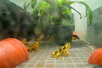 Harlequin frogs (Atelopus varius) in vivarium in captivity at the El Valle de Anton Conservation Centre (EVACC), breeding program, Panama. Critically endangered.