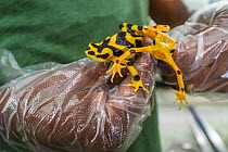 Harlequin frogs (Atelopus varius) in captivity, held in gloved hands at the El Valle de Anton Conservation Centre (EVACC), breeding program, Panama. Critically endangered.