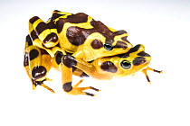 Harlequin frog (Atelopus varius) mating couple in captivity at the El Valle de Anton Conservation Centre (EVACC), critically endangered, Panama