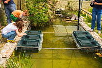 Children looking into submerged crates containing European terrapins (Emys orbicularis ingauna) captive-bred for release during an open day at Life Emys Project, Centro Emys, Albenga, Savona, Italy. M...
