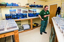 Mark Bushell in a laboratory with Deserta Grande wolf spiders (Hogna ingens) in rearing tanks, part of a captive breeding program, Bristol Zoo Gardens, Bristol, UK. These are the first captive-bred su...