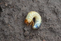 Common cockchafer (Melolontha melolontha) larva. Norwich, Norfolk, England, UK. May.