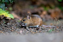 Wood mouse (Apodemus sylvaticus) feeding. Norwich, Norfolk, England, UK. May.