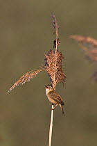 Sedge warbler (Acrocephalus schoenobaenus) singing, perched on Reed (Phragmites australis) stem. Norwich, England, UK. April.