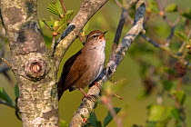 Cetti&#39;s warbler (Cettia cetti) male singing, perched in tree. Thorpe Marshes, Norwich, Norfolk, UK. April.