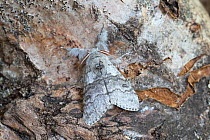 Pale tussock moth (Calliteara pudibunda) resting on bark. Norwich, Norfolk, England, UK. May.