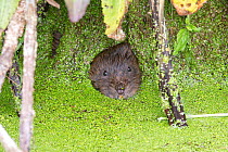 Water vole (Arvicola amphibius) looking out of hole in root curtain covered with Duckweed (Lemna sp). Norwich, Norfolk, England, UK. May.