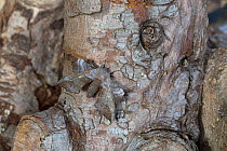 Poplar hawk-moth (Laothoe populi) resting on bark. Norwich, Norfolk, England, UK. May.