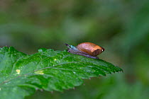 Common amber snail (Succinea putris) parasitised by Green-banded broodsac (Leucochloridium paradoxum). Norfolk, England, UK. September.