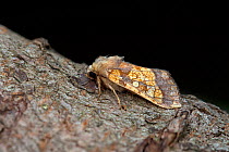Frosted orange moth (Gortyna flavago) on bark. Norfolk, England, UK. August. Focus stacked image