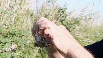 Man removing Reed warbler (Acrocephalus scirpaceus) from mist net, Ebro Delta, Tarragona, Spain, June.
