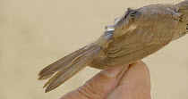 Reed warbler (Acrocephalus scirpaceus) with a geologger attached on its back, Ebro Delta, Tarragona, Spain, June.